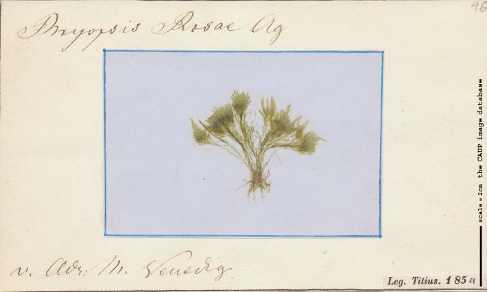 Bryopsis rosea.jpg